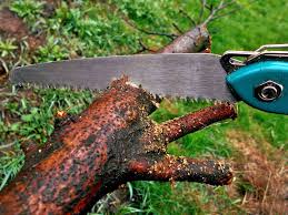 How To Trim Your Trees