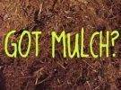 Not Too Much Mulch!