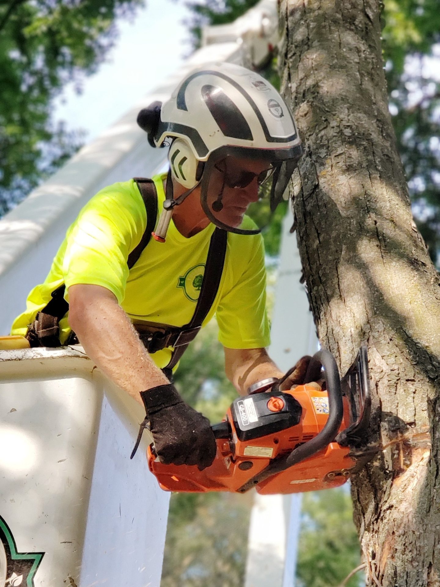 Exploring Arborists: Your Guide to Understanding Tree Care Experts