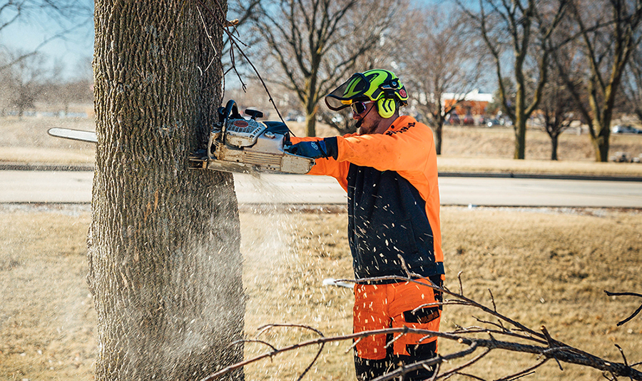 The Ultimate Guide to Safe and Effective Tree Removal