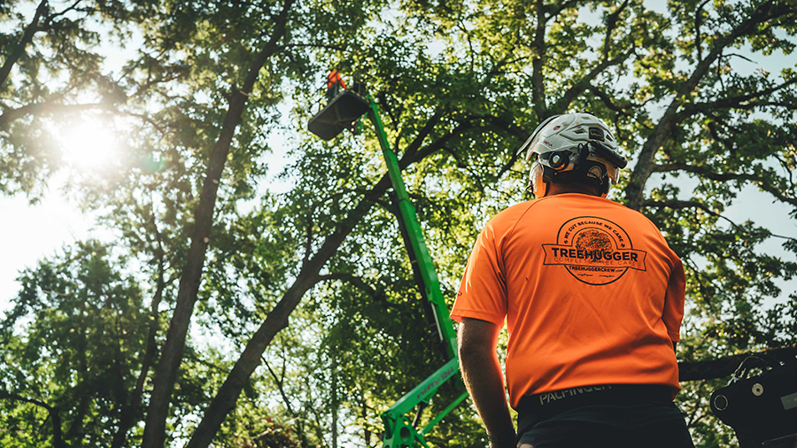 Tree Services in Des Moines: Your Trusted Partner for Arboricultural Excellence