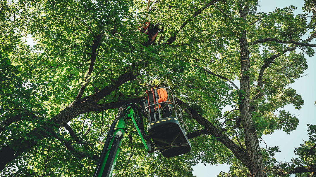 Enhancing Tree Health and Beauty: Tree Pruning Services in Des Moines, IA by TreeHugger Complete Tree Care