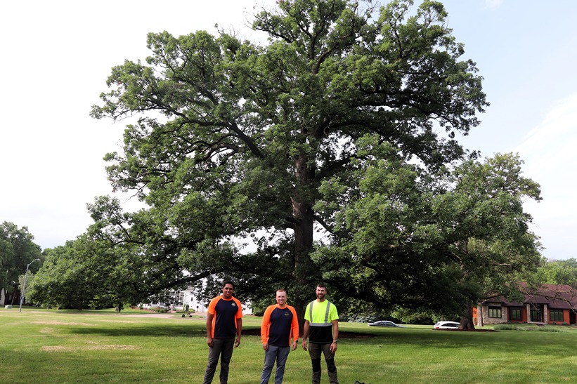 Thank Your Trees With Proper Tree Care from Certified Arborists.