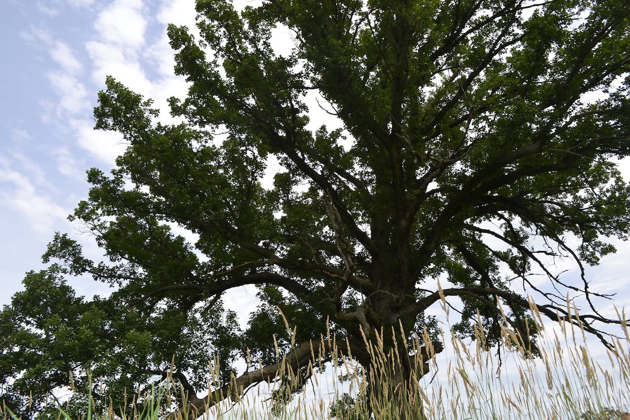 When is the Right Time to Prune My Oak Trees in Iowa?